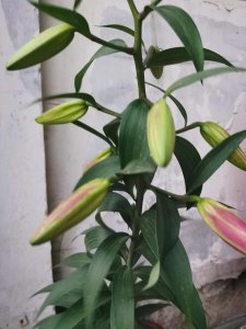 ​百合花养护秘诀，如何延长百合花期