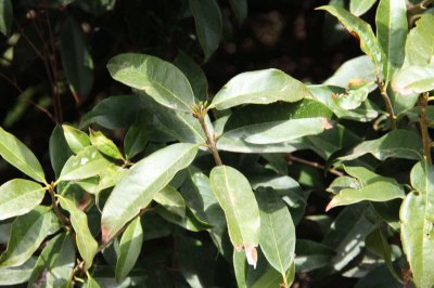 ​桂花花期怎么护理，桂花花期需要施肥吗