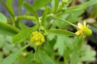 有种开黄色小花的野草，被誉为水辣椒，却是治哮喘、风湿的良药