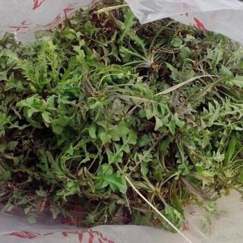长在农村以前用来喂猪的“地米菜”你吃过吗？