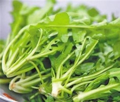 长在农村以前用来喂猪的“地米菜”你吃过吗？