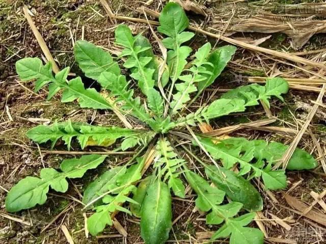 长在农村以前用来喂猪的“地米菜”你吃过吗？