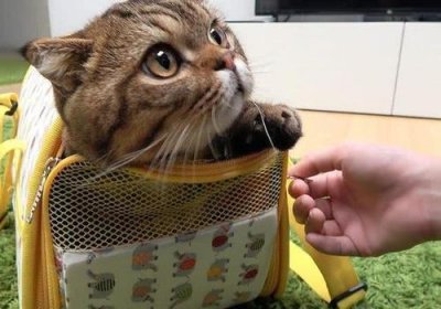 ​“打了猫咪几巴掌，猫咪跟我记仇一整天”：猫咪能被打服吗？
