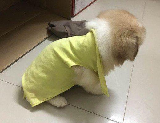 可怜小奶狗被丢弃雨中，坐地上哀嚎地撕心裂肺！好心姑娘太棒了！