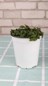 ​薄荷养护注意事项