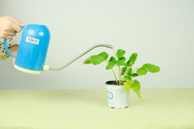 ​草莓花盆种植方法