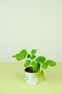 ​草莓几月份移栽最好