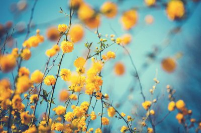 ​棣棠花什么时候开花