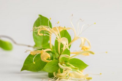 ​金银花盆栽养殖方法和注意事项