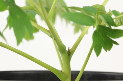 ​牡丹花的种子怎样种植