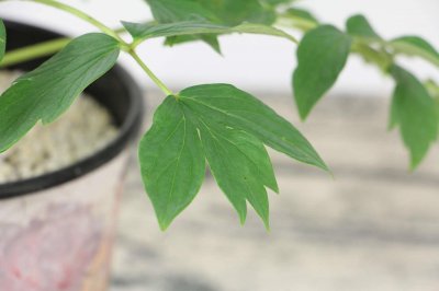 ​牡丹花每天都浇水吗
