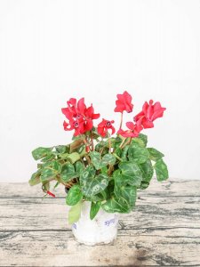 ​仙客来多少天持续开花