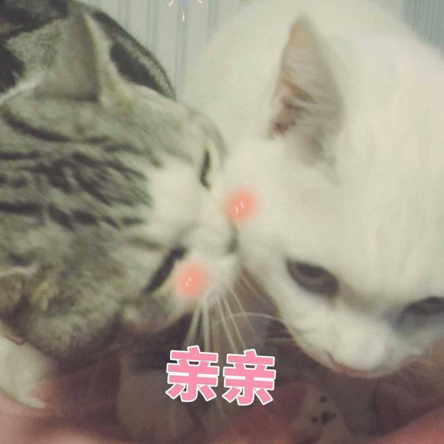 搞笑图片：别爱我，没结果