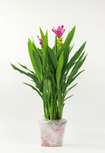 ​姜荷花冬天怎么养，要剪叶子吗