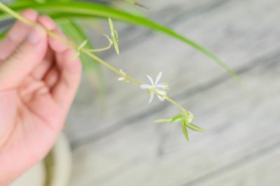 ​口红吊兰一年开几次花
