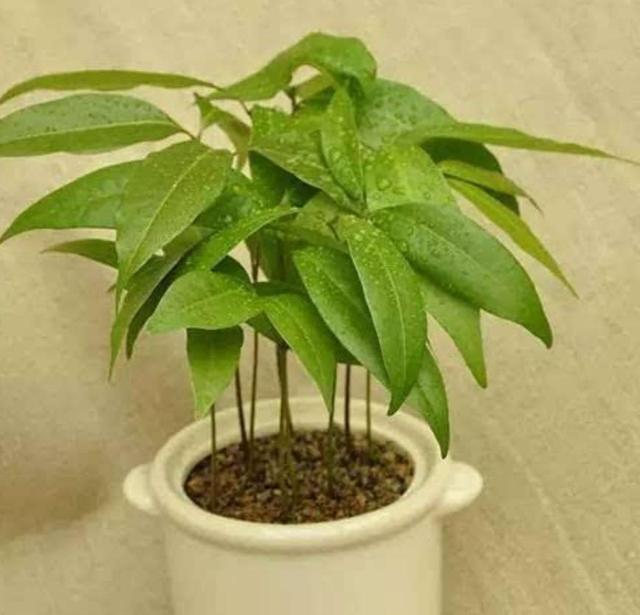 吃完的荔枝核不要扔，埋到花盆里，能长出清新的小盆栽