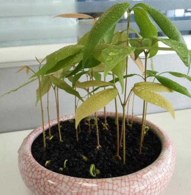 吃完的荔枝核不要扔，埋到花盆里，能长出清新的小盆栽