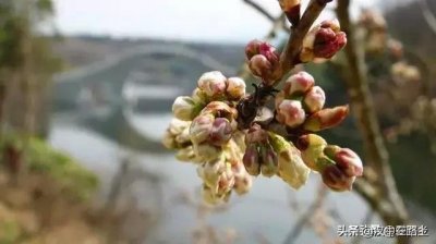 ​汉中西乡樱桃花已开,这个周末可以去逛逛了!!