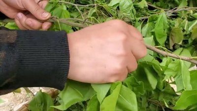 ​当柴烧的枫叶，在广西能卖钱，一把3元，它的作用只有广西人才懂