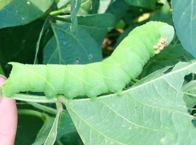 ​养殖豆青虫和黄粉虫,投入100斤虫种需要多少成本?养殖赚钱吗