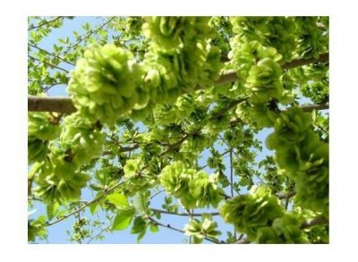 ​榆树花开又到吃榆钱的时候了，这7种吃法男女老少都爱不释口
