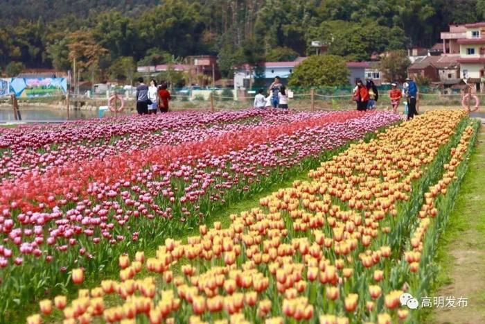 媲美荷兰的郁金香、刷爆朋友圈的黄金风铃木……就在佛山，等你来