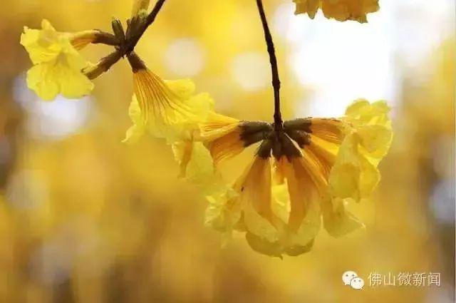 媲美荷兰的郁金香、刷爆朋友圈的黄金风铃木……就在佛山，等你来