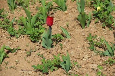 ​郁金香花期和养护方法