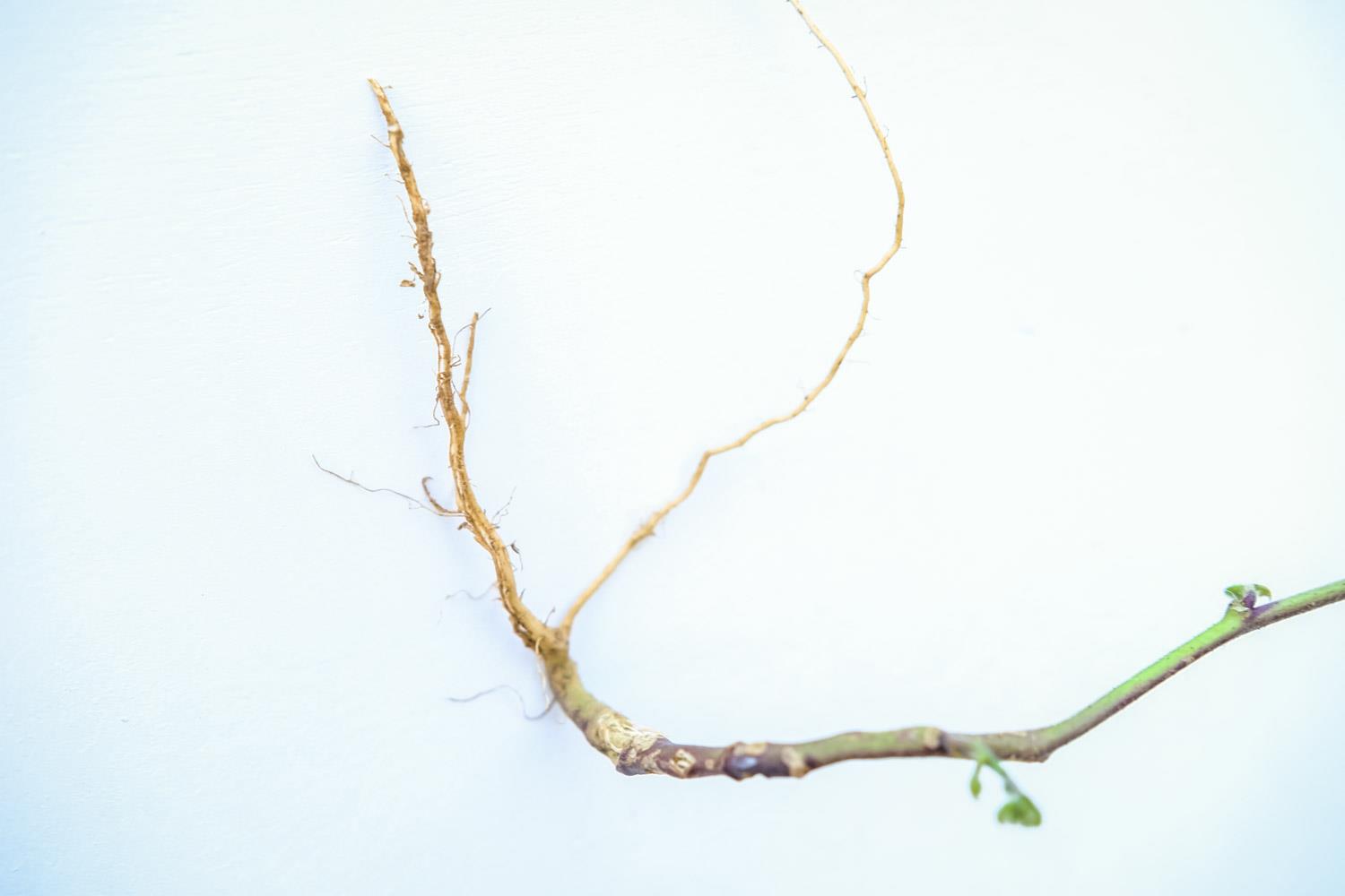 牵牛花 牵牛花