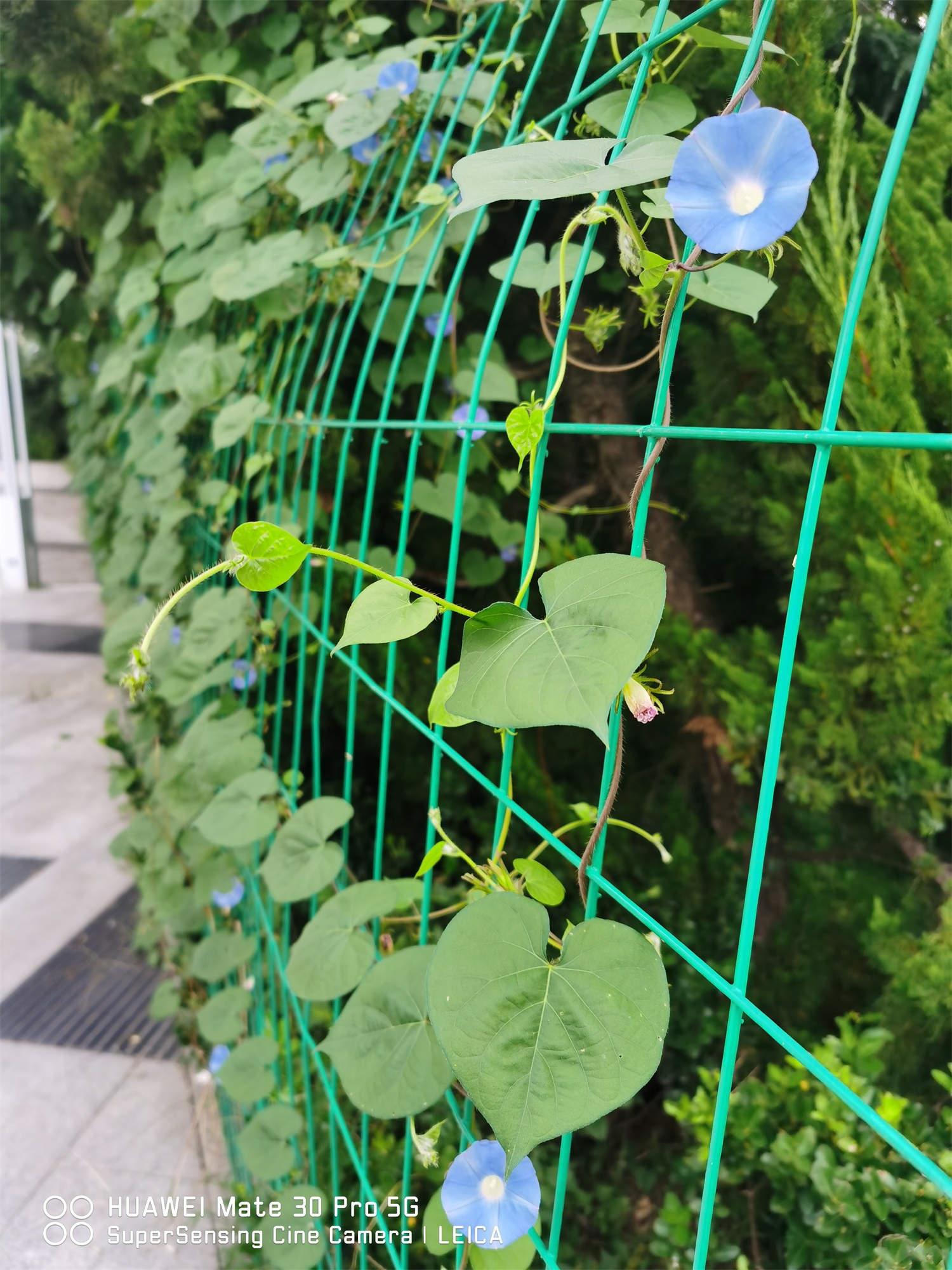牵牛花 牵牛花