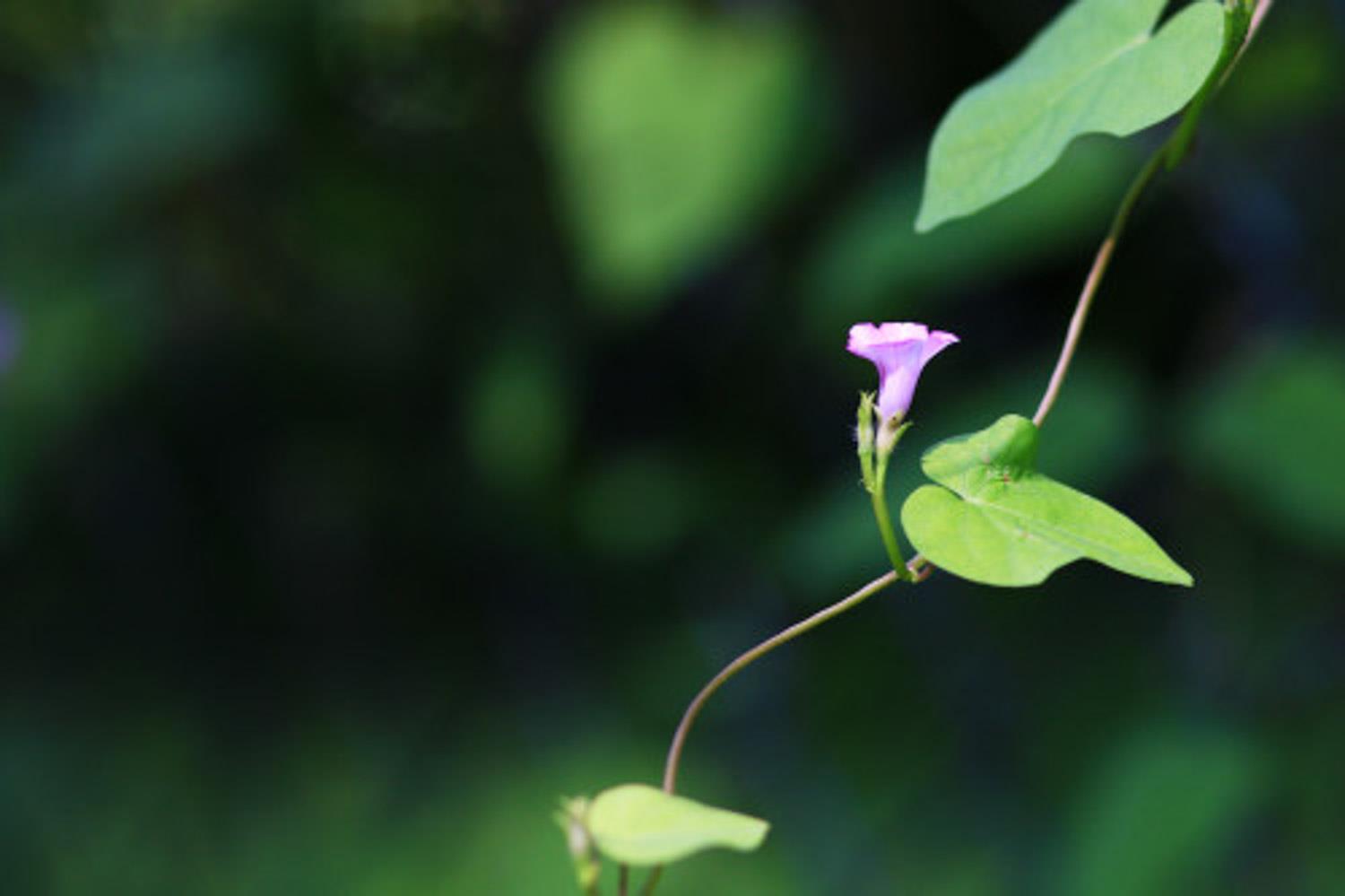 牵牛花 牵牛花