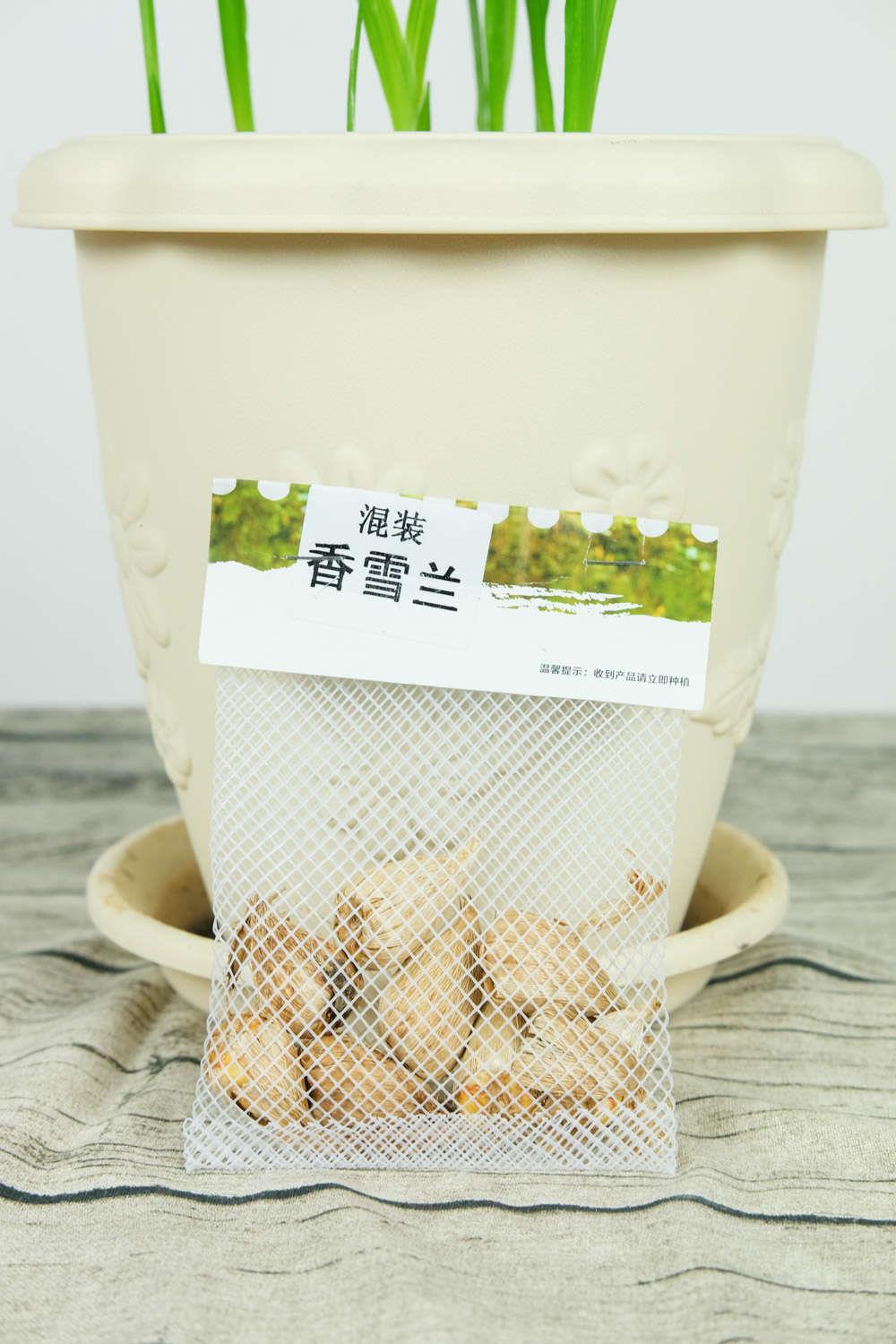 香雪兰 香雪兰