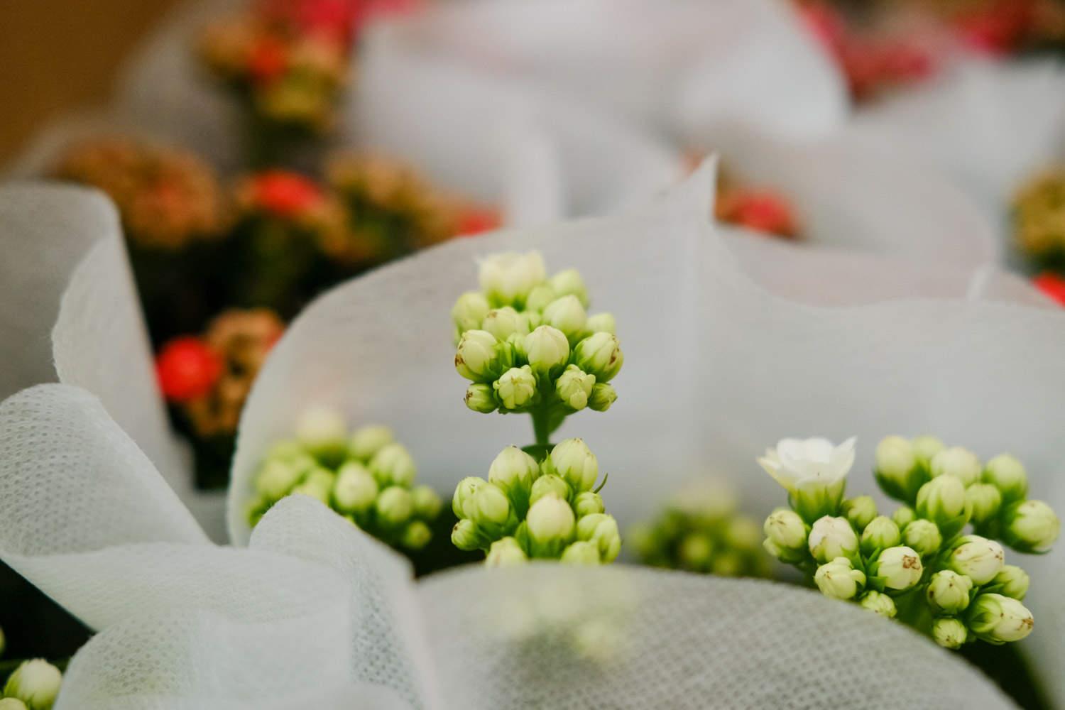 长寿花 长寿花