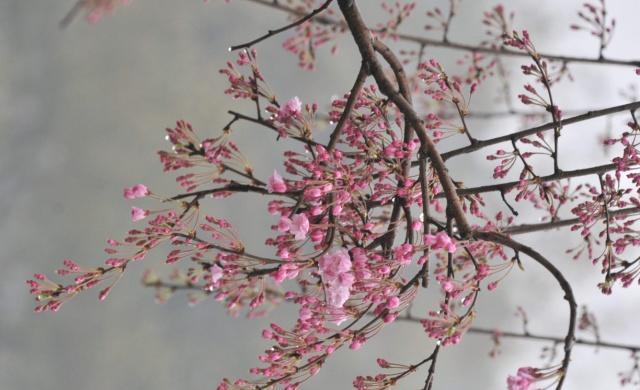 湖南省植物园“樱花雨”,怎一个美字了得