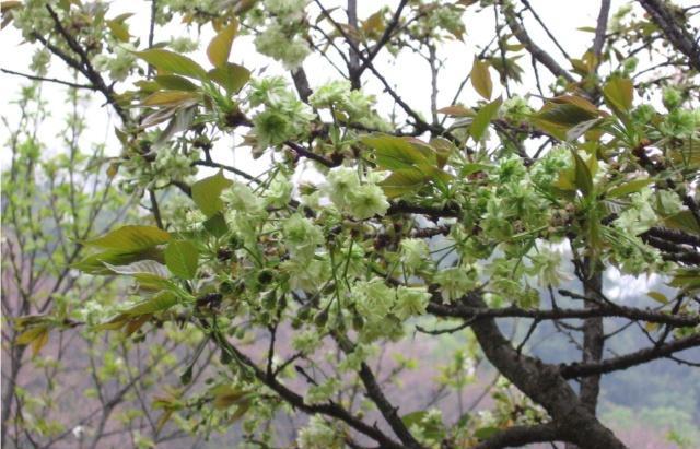 湖南省植物园“樱花雨”,怎一个美字了得