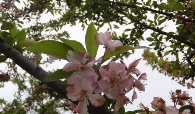 湖南省植物园“樱花雨”,怎一个美字了得