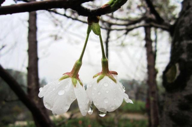 湖南省植物园“樱花雨”,怎一个美字了得