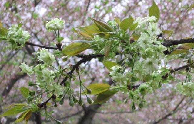 湖南省植物园“樱花雨”,怎一个美字了得