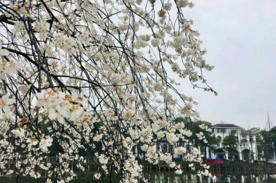 ​湖南省植物园“樱花雨”，怎一个美字了得