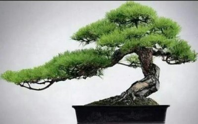 ​野外这些常见的植物桩，制作成盆景后极具观赏性