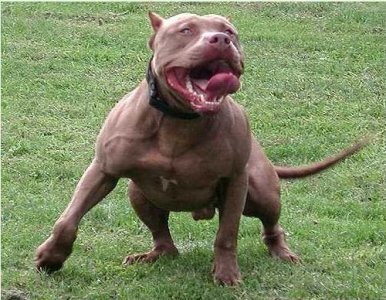 ​世界上最恐怖的狗，比特犬只为战斗而生
