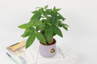 ​发财树的修剪时间方法