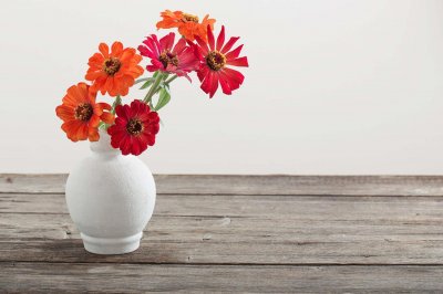 ​非洲菊怎么水培