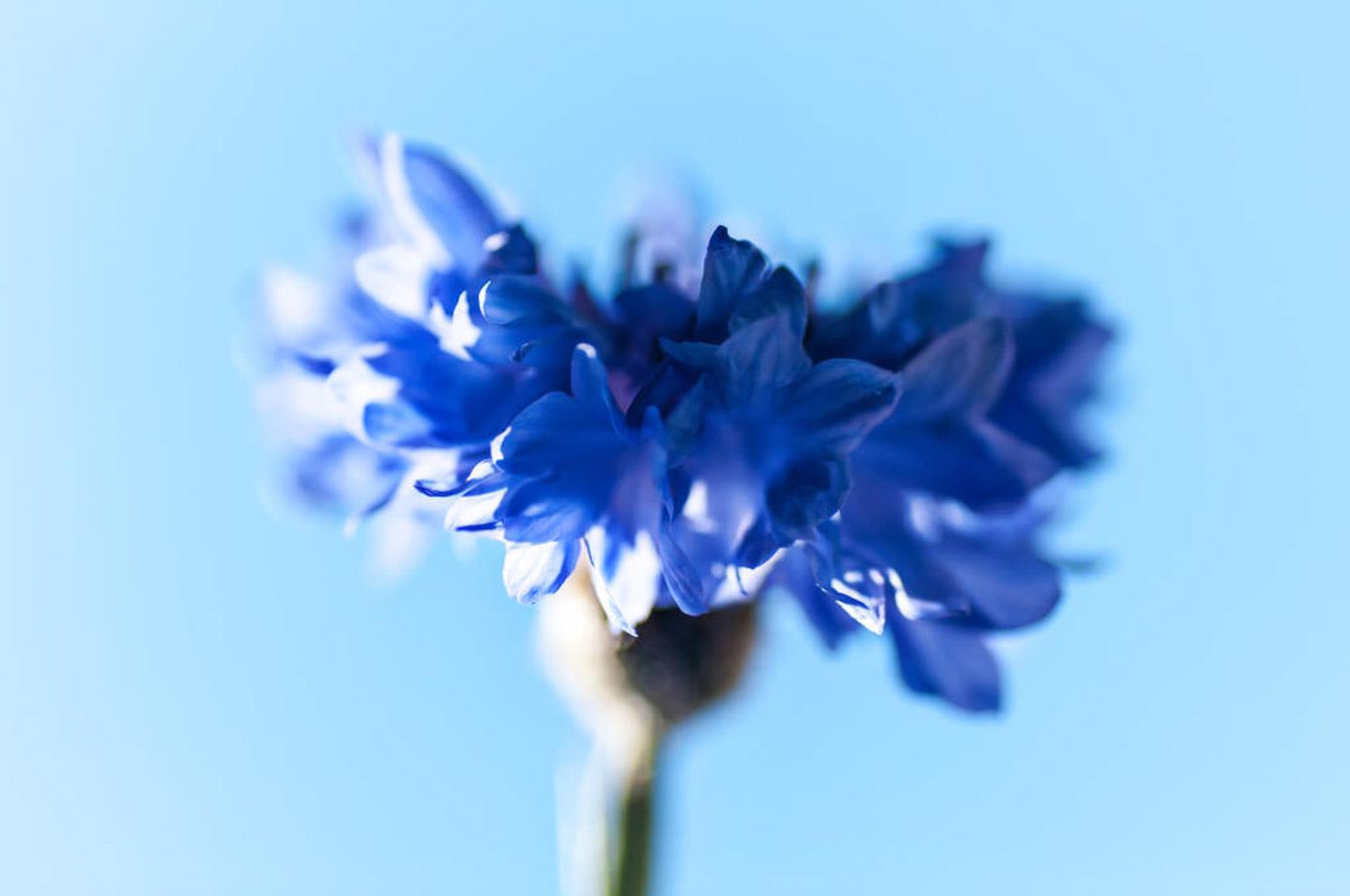 矢车菊 矢车菊