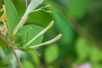 ​银花是金银花吗