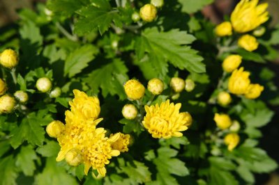 ​菊花怎样种植与管理