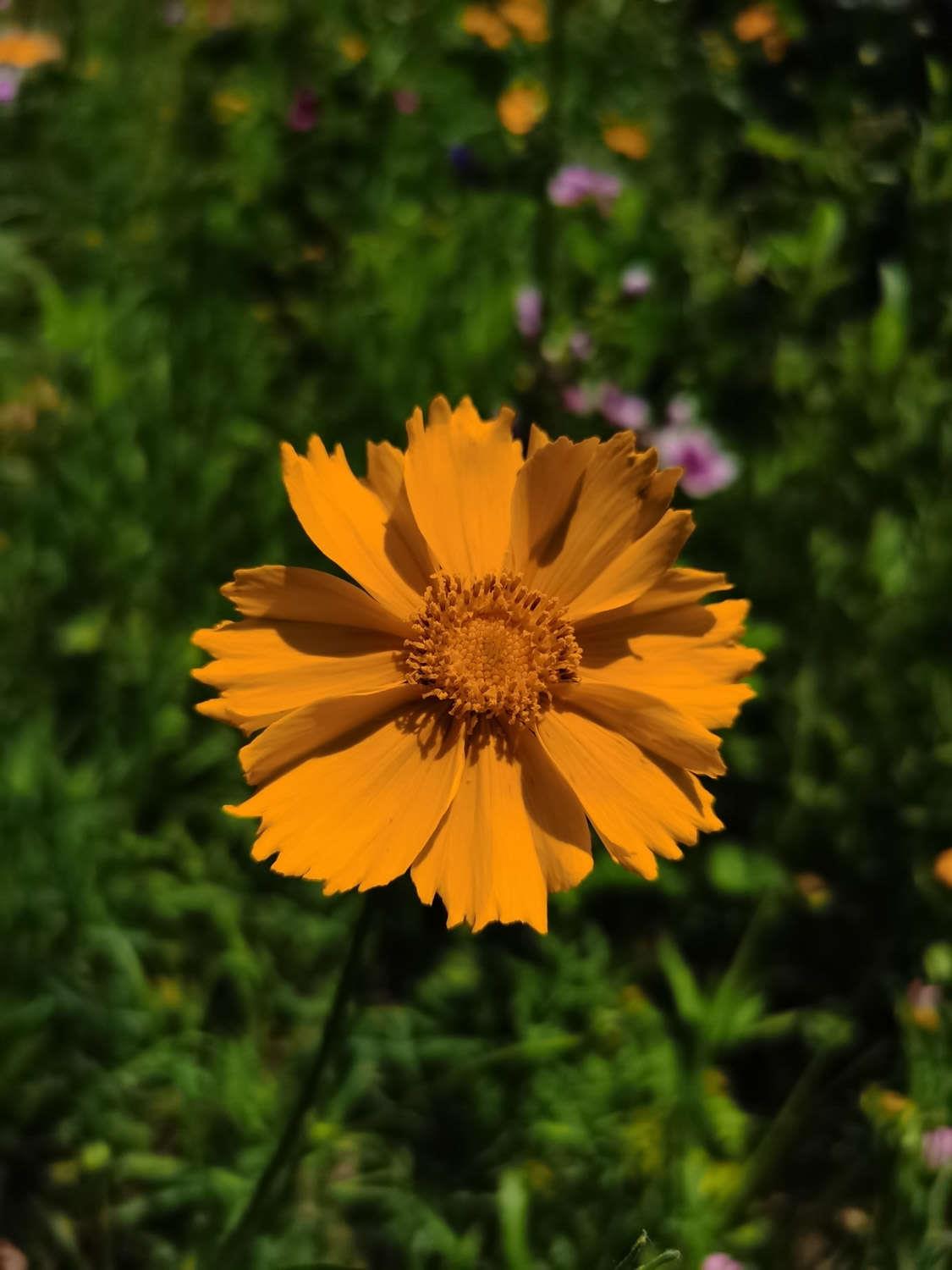 菊花 菊花