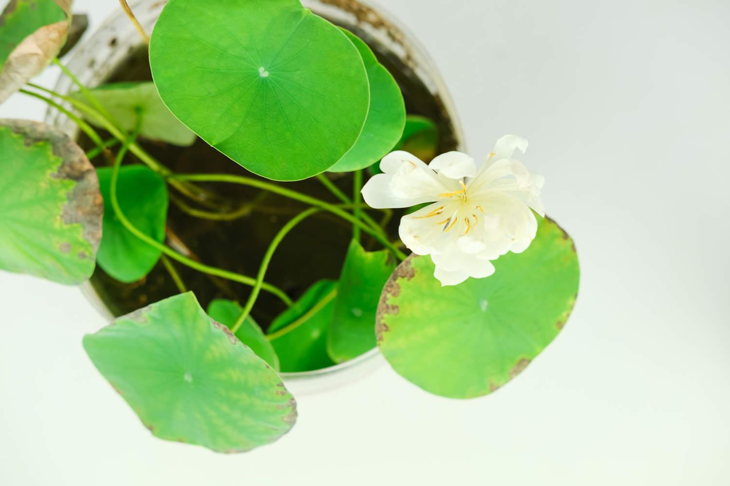 碗莲 碗莲