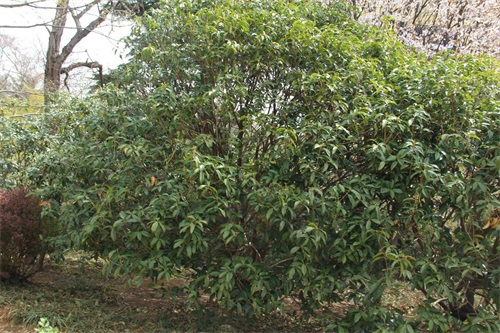 桂花 桂花