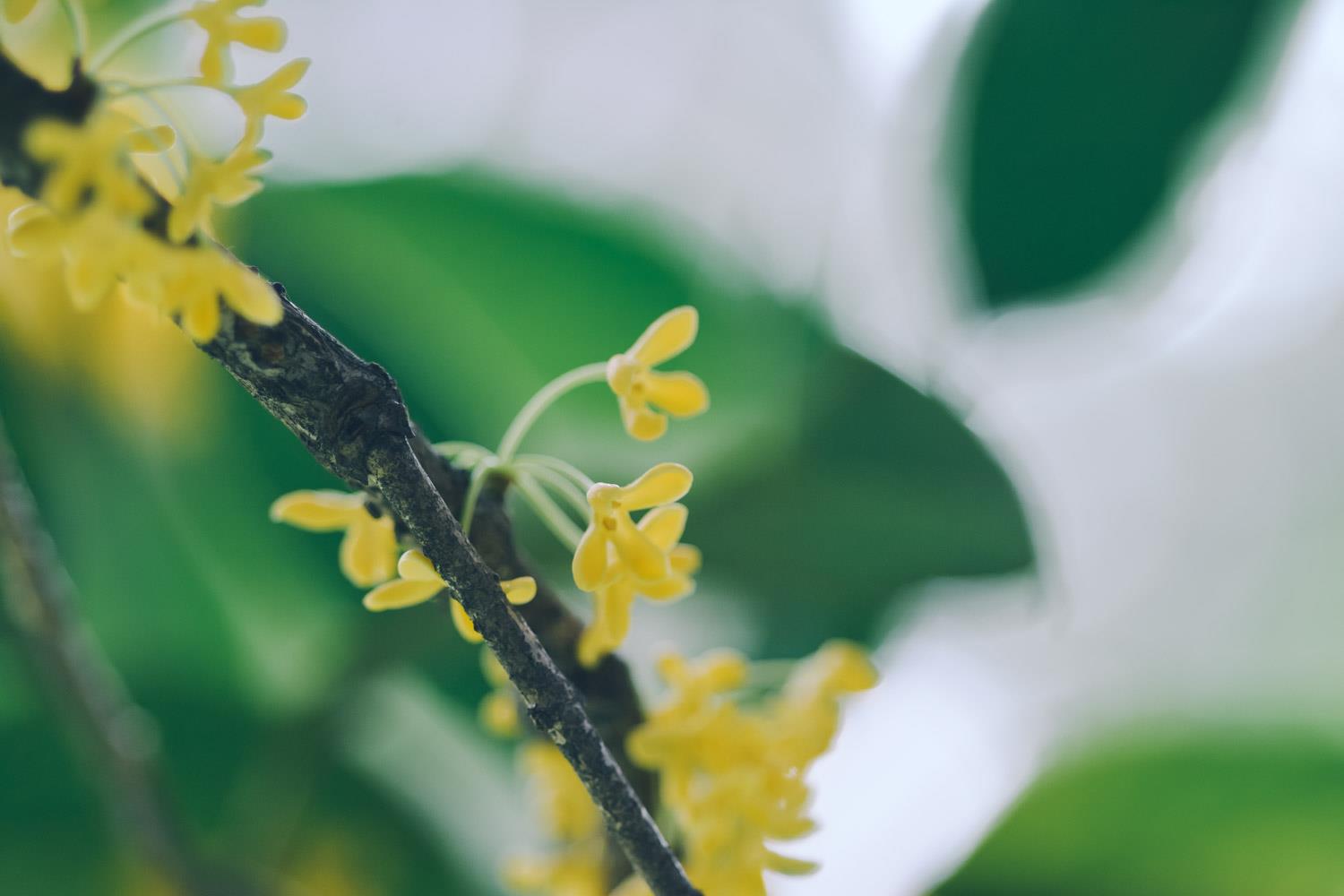 桂花 桂花